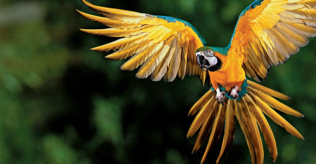 A brightly colored tropical bird in flight