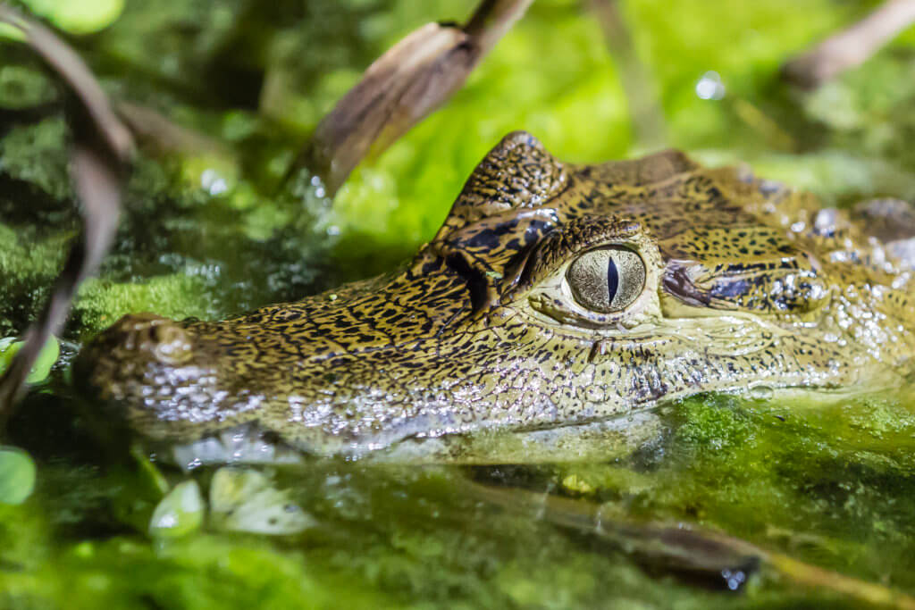 Young spectacled caiman, Caiman crocodilus, at night on the El Dorado River, Upper Amazon River Basin, Loreto, Peru.