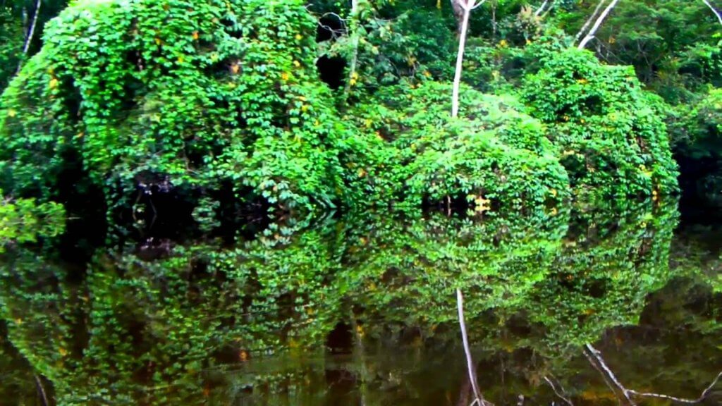 Forest of Mirrors